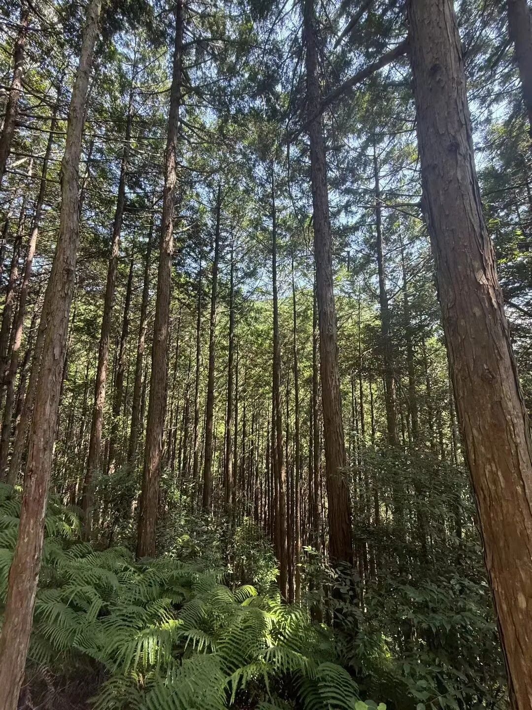 The forest along the Kumano route.