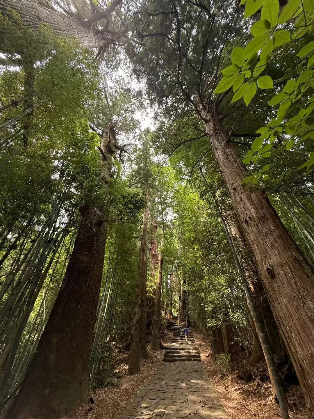 Tall trees above the stone steps on the Daimon-zaka approach.
