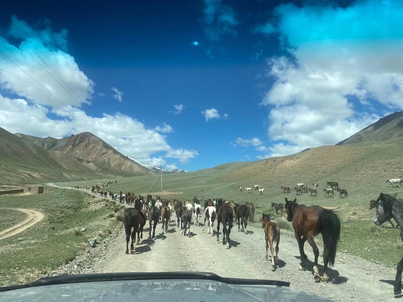 Horses encountered on the road.