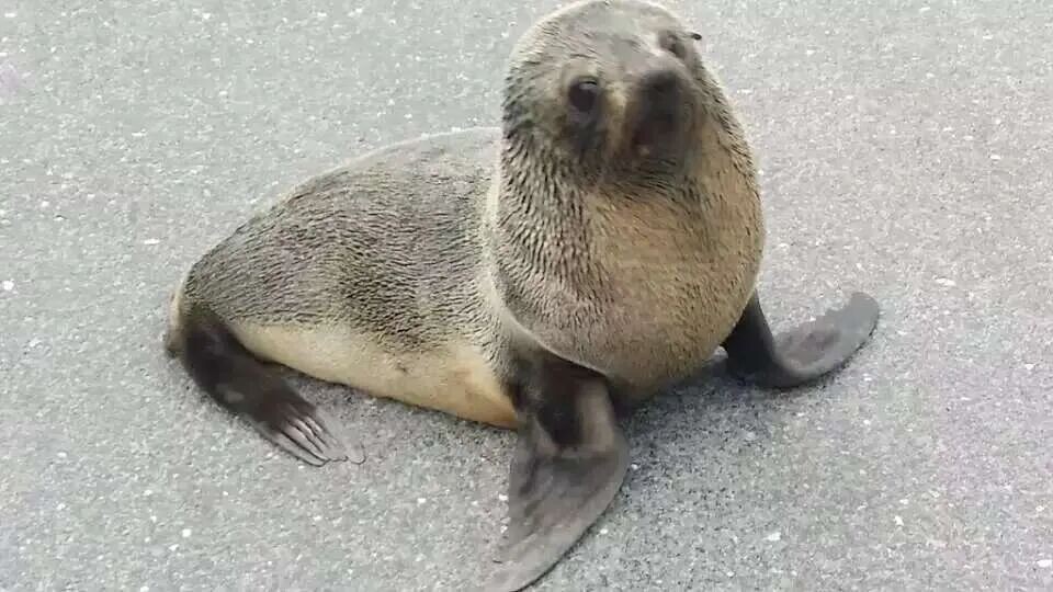 A seal seen on the journey.