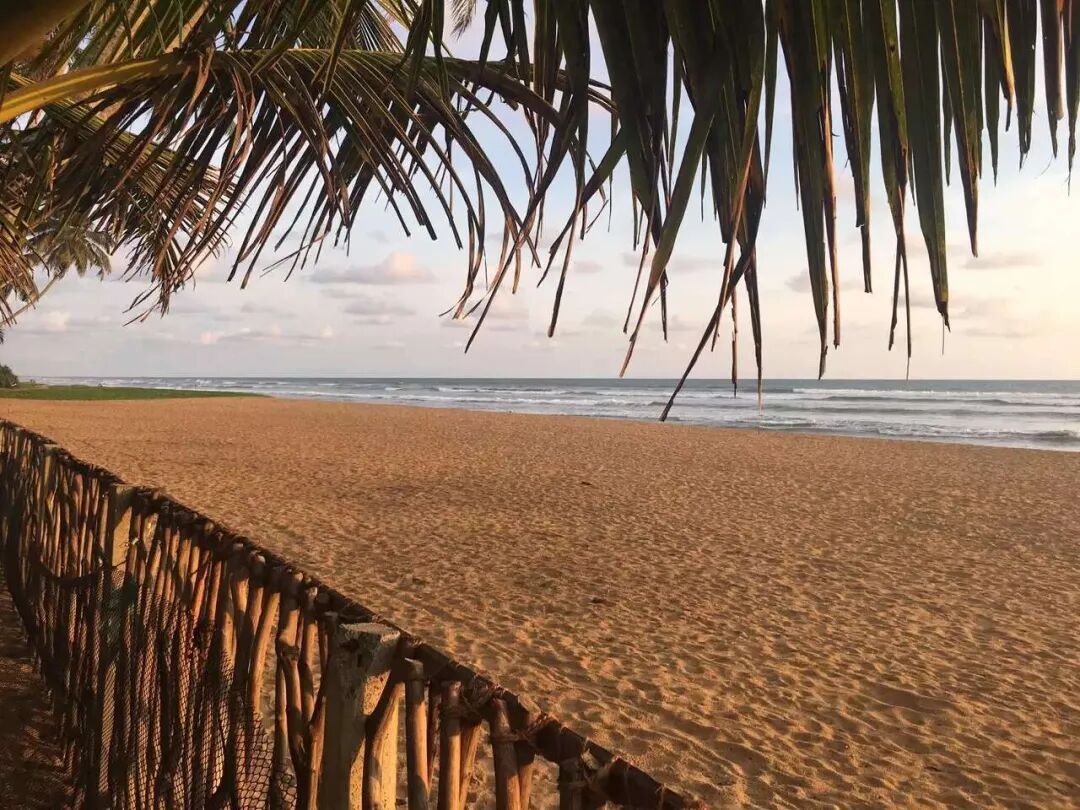 A view towards the beach through a fringed canopy.