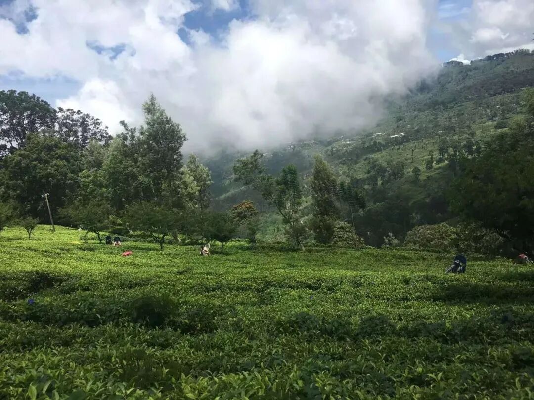 Tea country beneath cloud-covered hills.